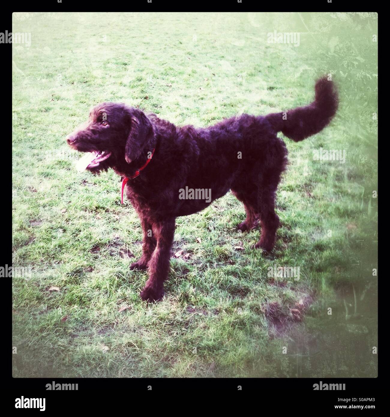 Sechs Monate alten Labradoodle Welpen Hund - Smartphone-aufgenommenes Stockfoto
