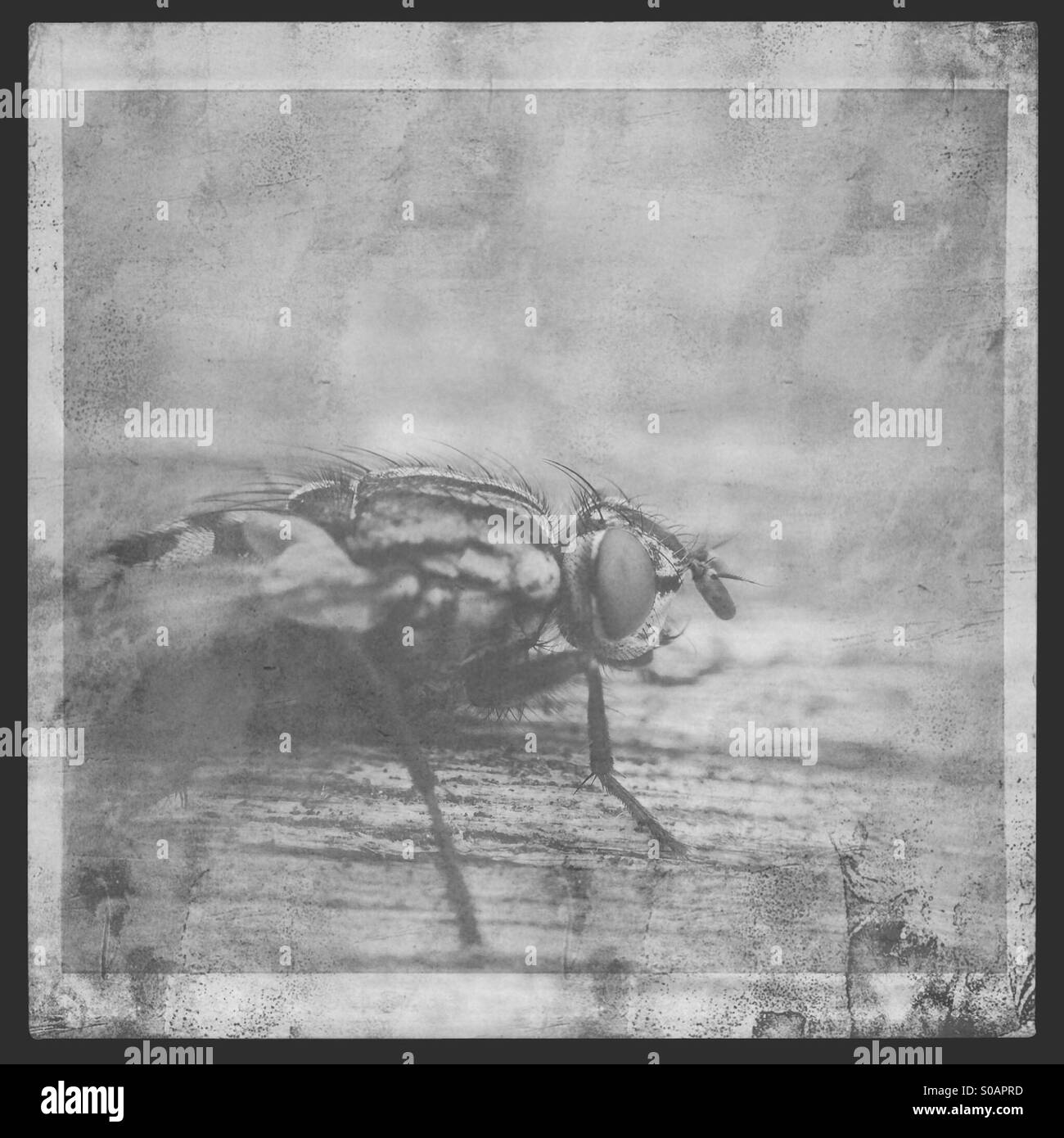 Schwarz / weiß Foto Nahaufnahme einer Fliege Stockfoto