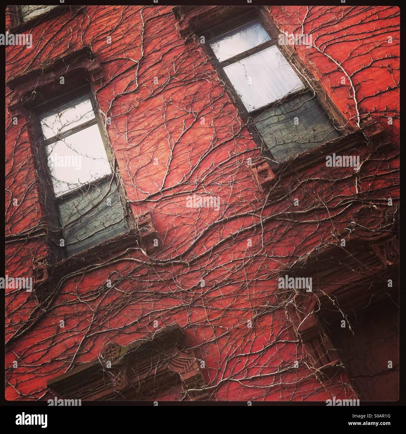 Brooklyn-Gebäude-Fassade mit Reben wachsen überall im Winter. Stockfoto