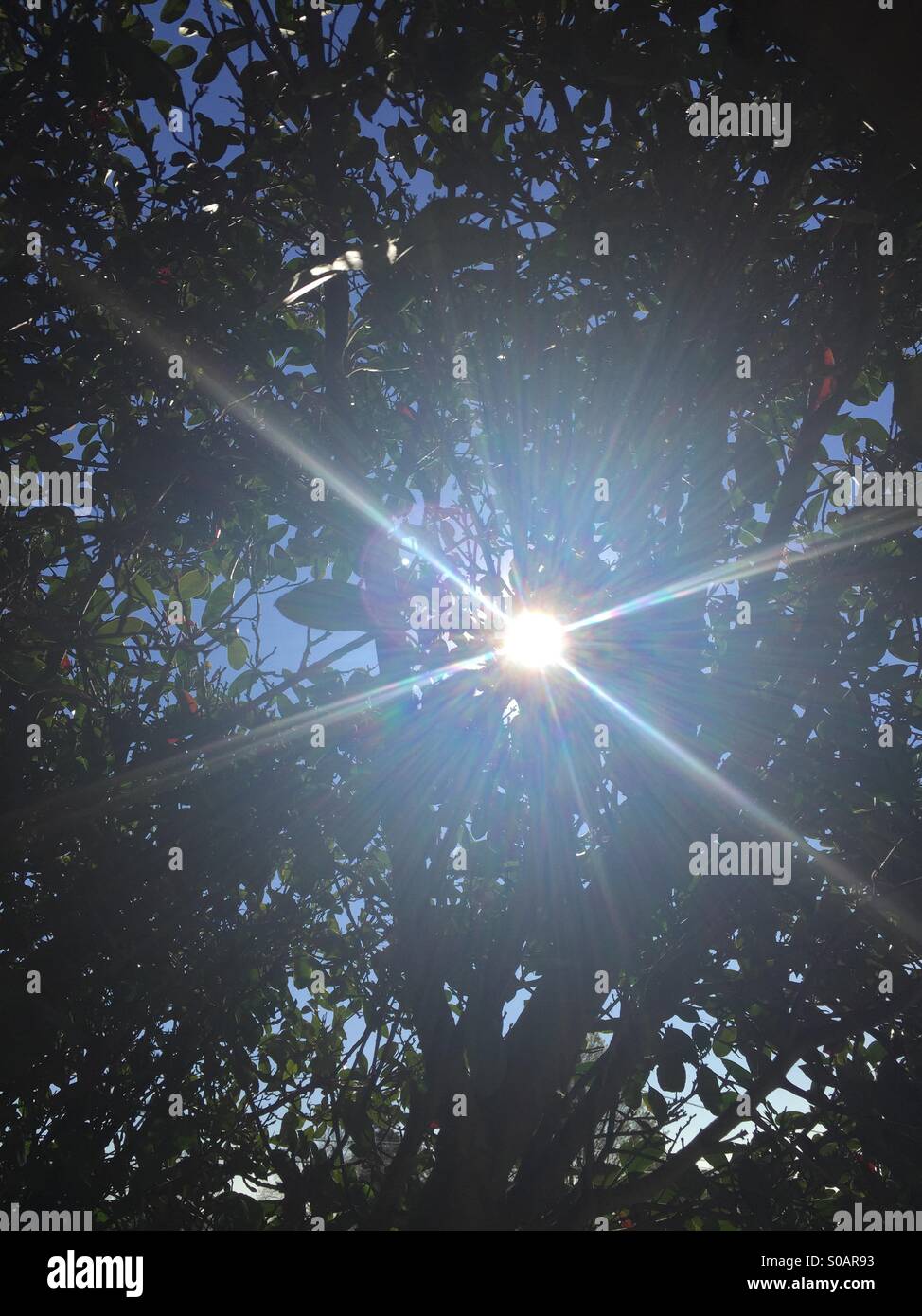 Sonne durch die Bäume Stockfoto