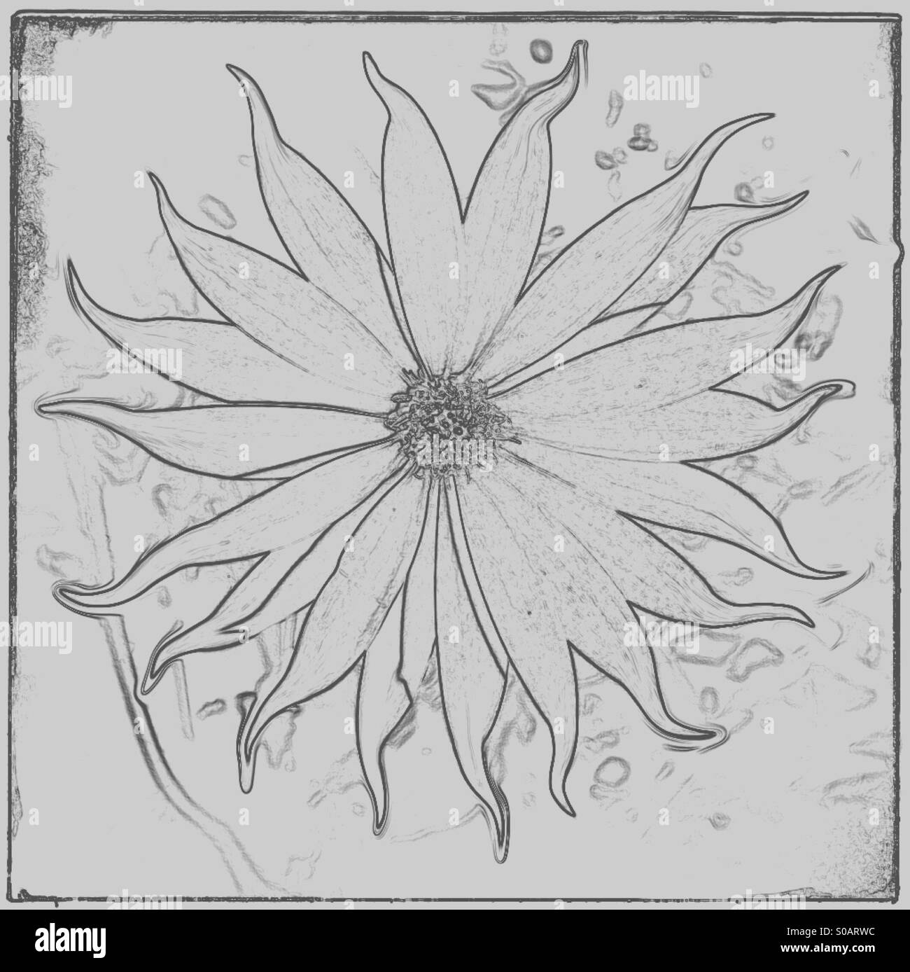 Manipuliert und digital verändert einer geformte Daisy Blume Stockfoto