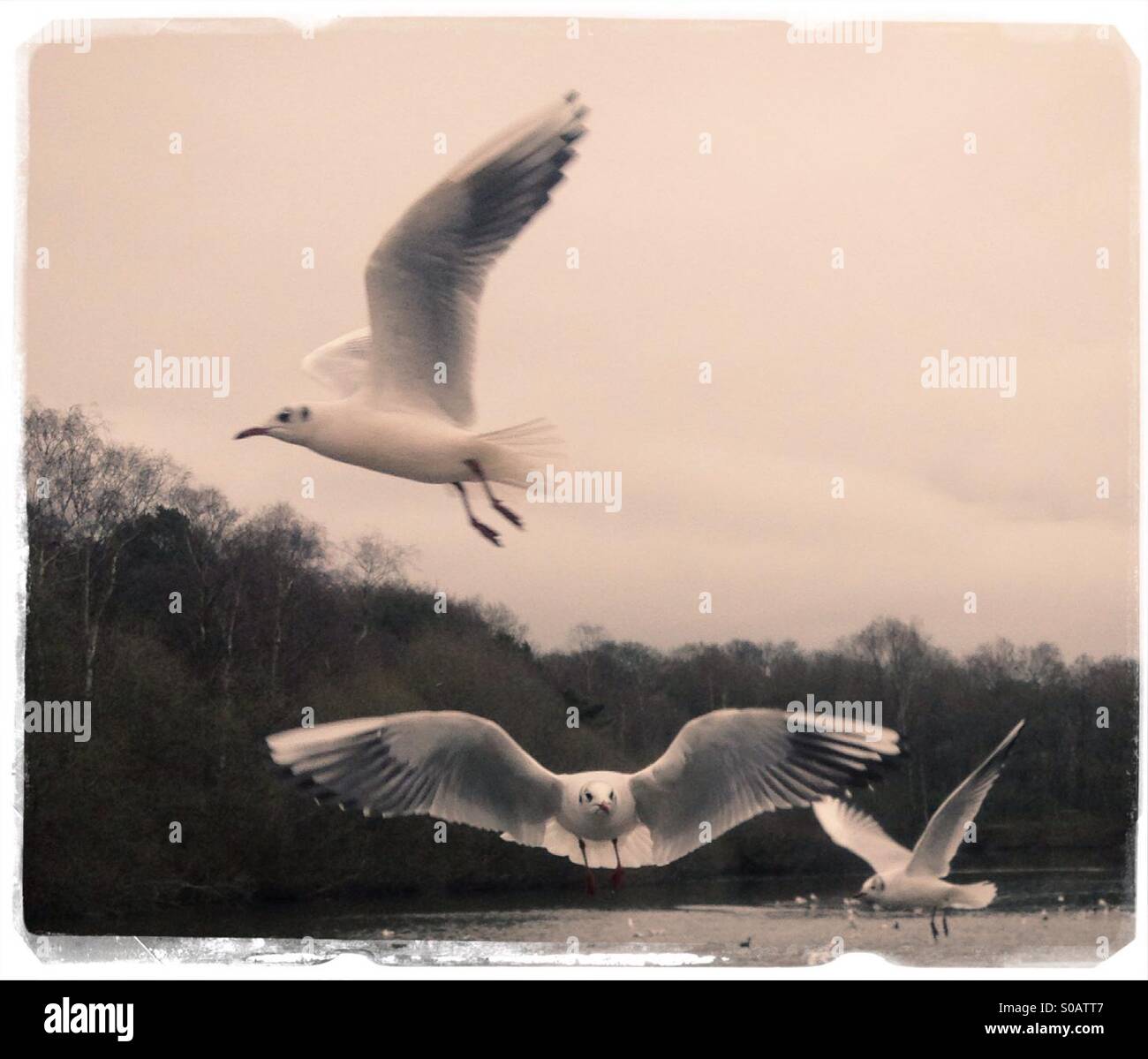 Möwen im Flug - Smartphone-aufgenommenes Stockfoto