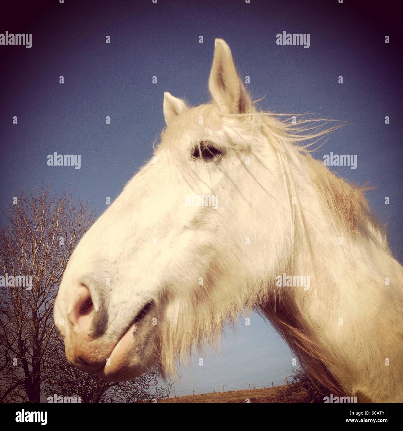 White horse Stockfoto