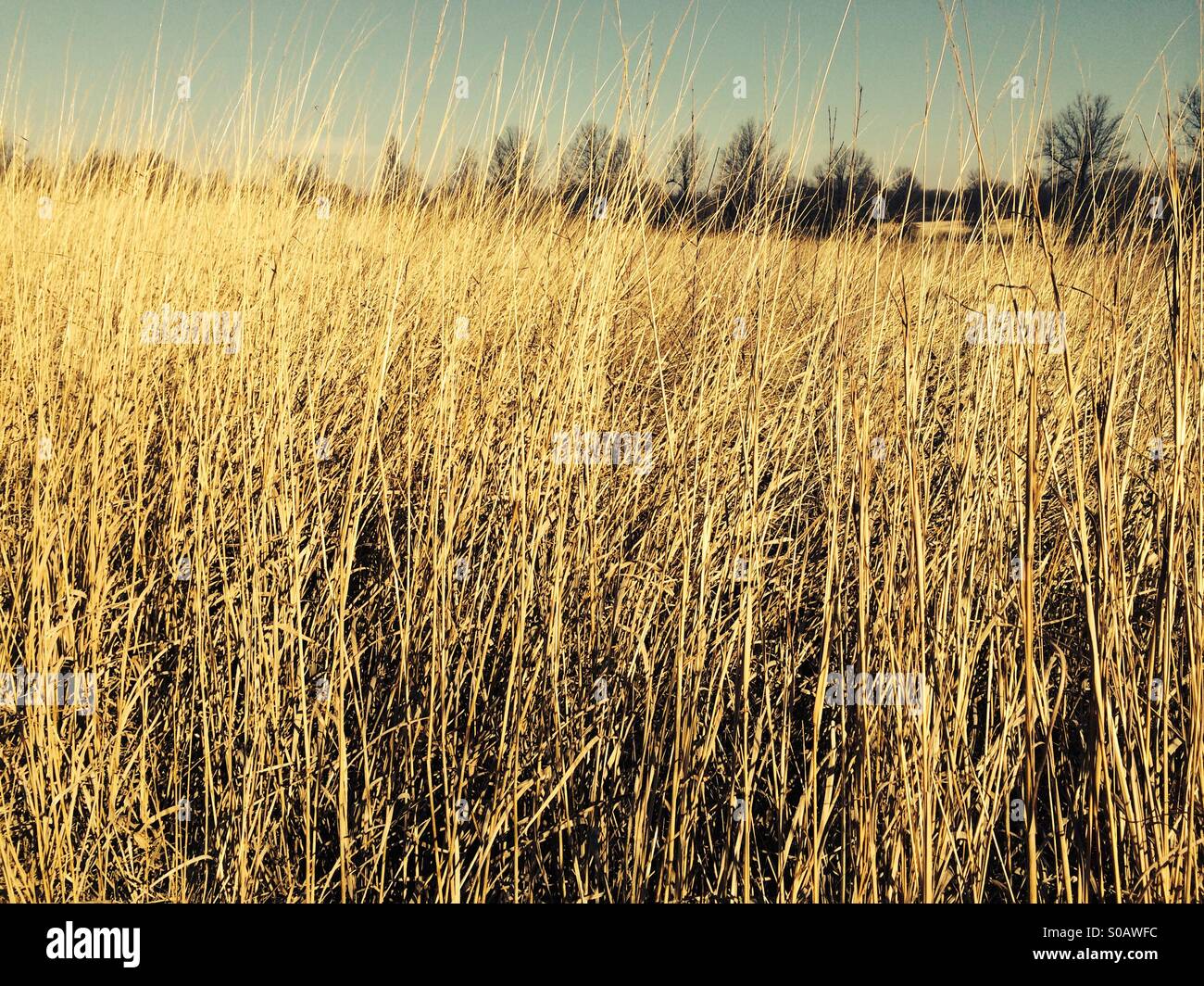 James A Reed Wildlife Area 07.02.15 Stockfoto