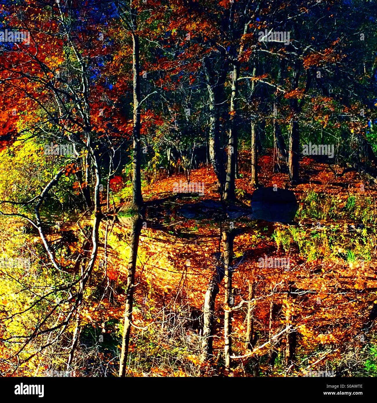 Ein sehr gesättigte Bild des Herbstes lässt in einem See im Central Park, NYC reflektierte. Stockfoto