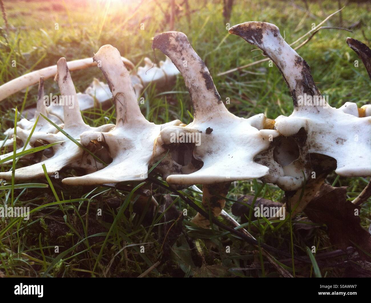 Bone 2 Stockfoto