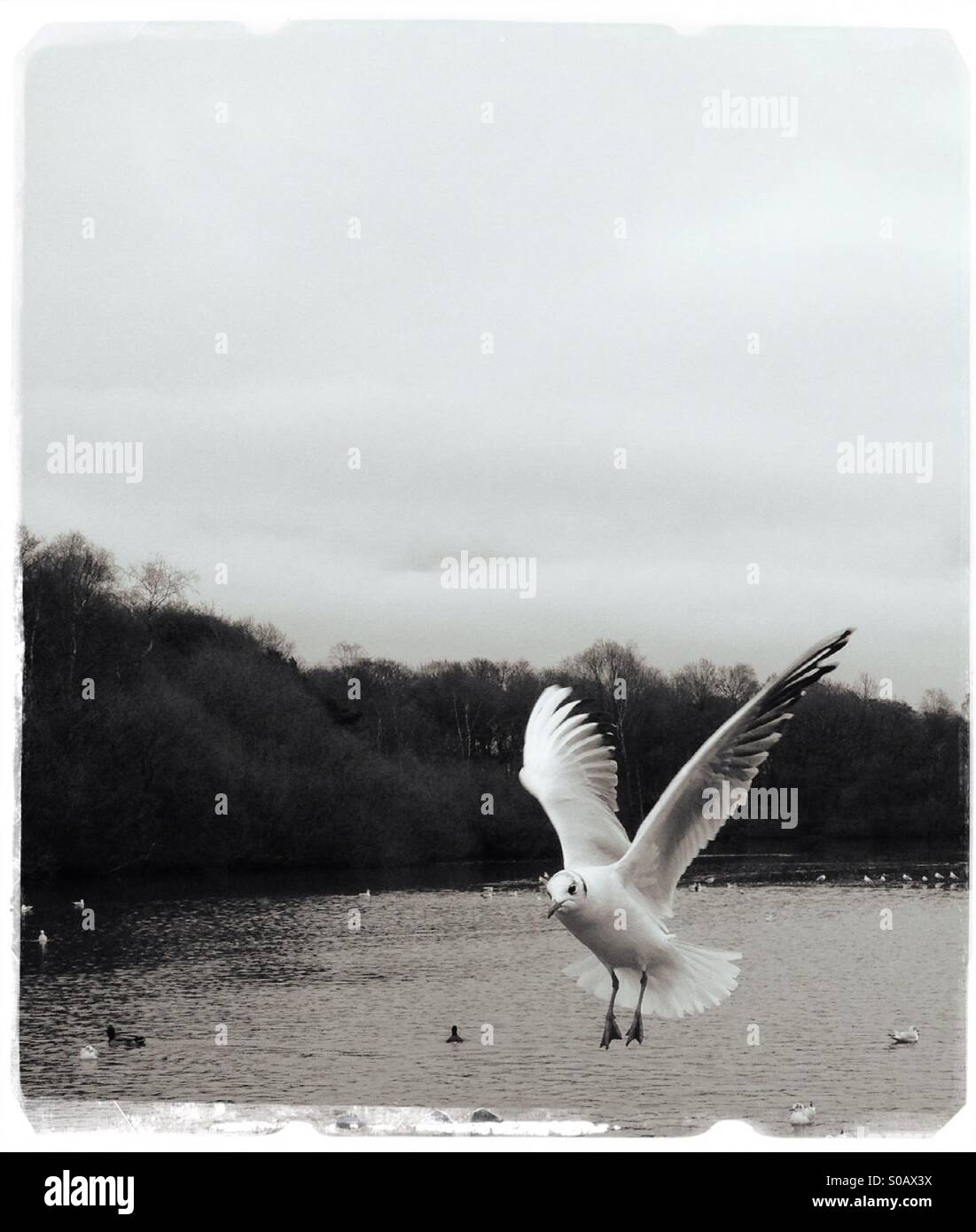 Möwe im Flug - Smartphone-aufgenommenes Stockfoto