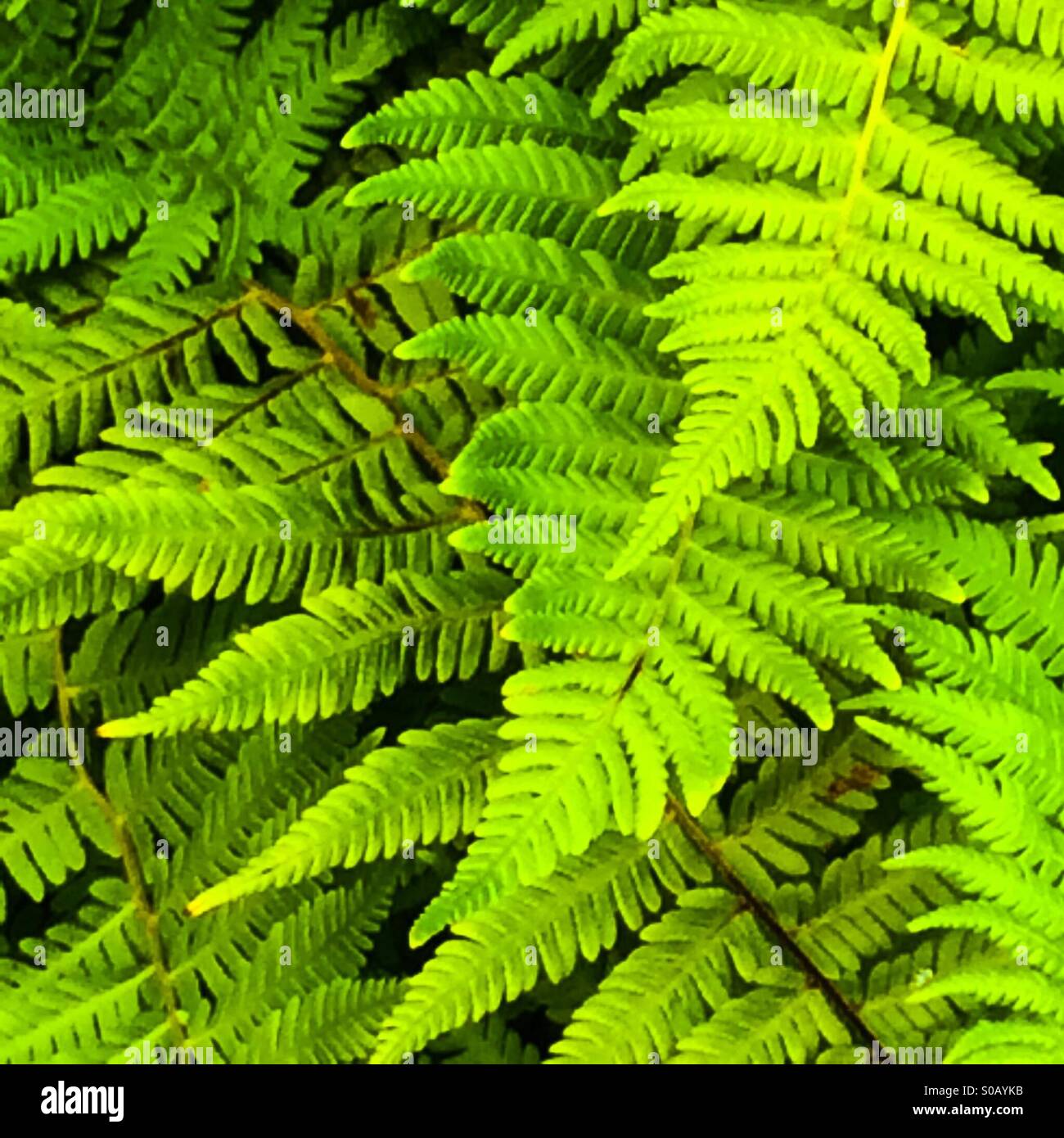 Grüne Farne in einem Garten von New York City Stockfoto