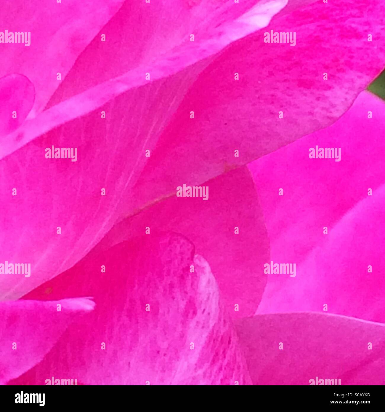 Detail der rosa Rose Nahaufnahme Stockfoto