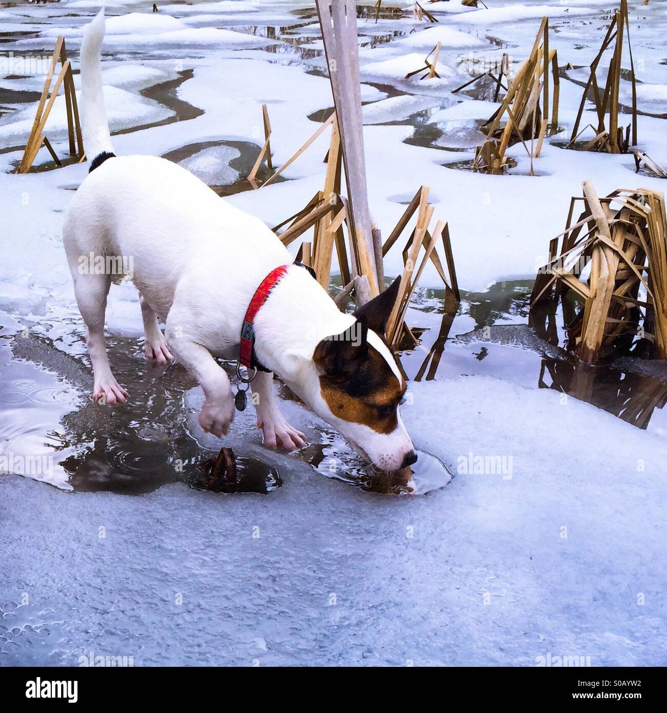 Gehen auf dünnes Eis; Hundewiesen auf zugefrorenen Teich, der begonnen hat zu tauen. - Smartphone-aufgenommenes Stockfoto