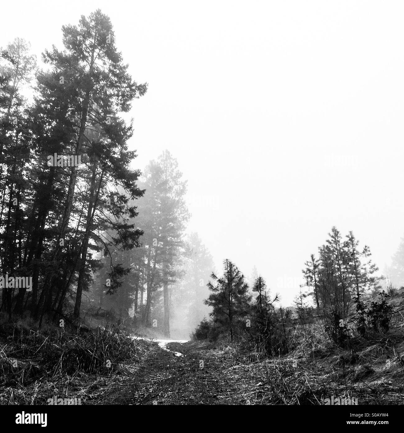 Trail am Rande des Waldes in den Nebel führt. In schwarz und weiß. Stockfoto