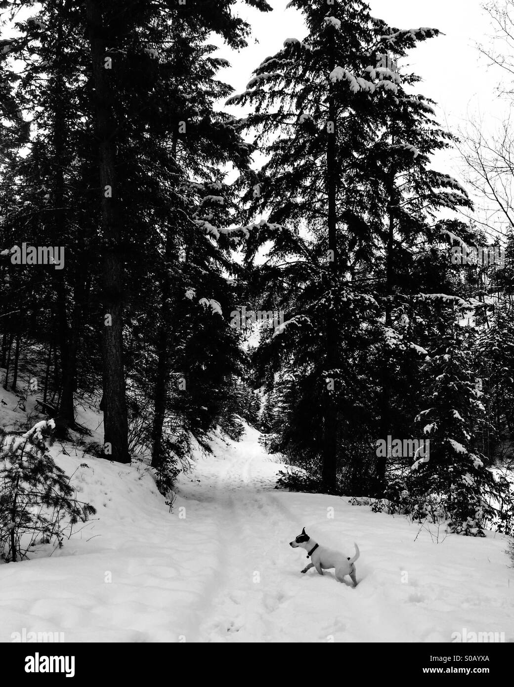 Kleiner Hund zu Fuß über den verschneiten Trail zwischen Bäumen. In schwarz und weiß. - Smartphone-aufgenommenes Stockfoto