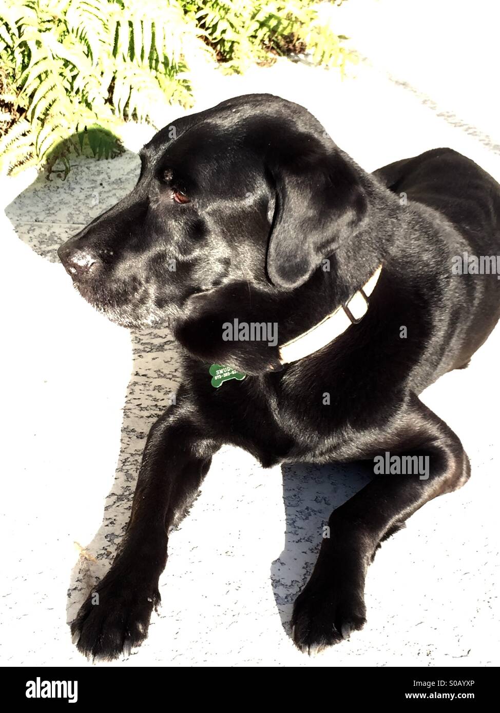 Schwarzer Labrador Retriever - Smartphone-aufgenommenes Stockfoto