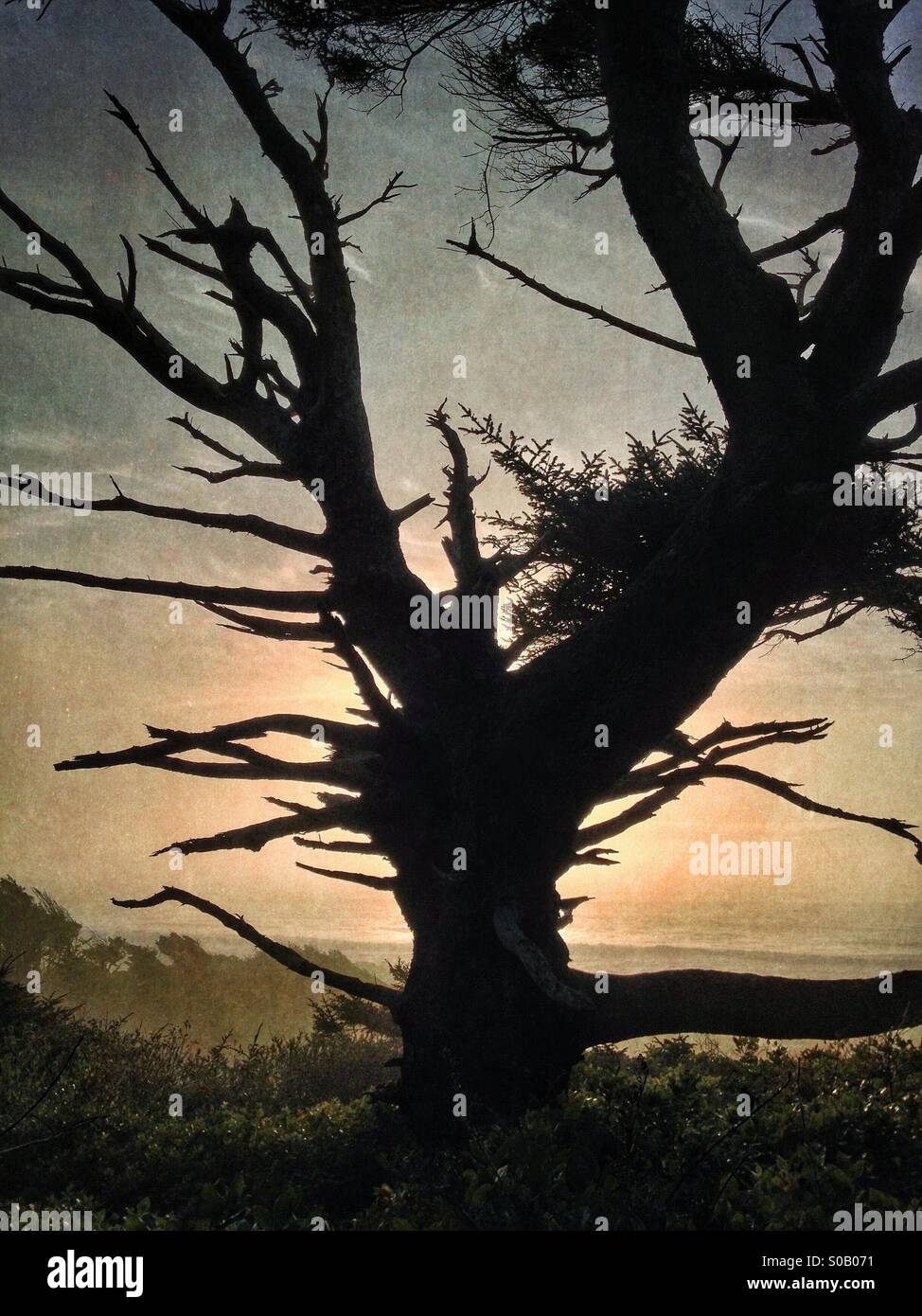 Alten Baum Silhouette gegen den Sonnenuntergang steht hoch auf einem Felsen über der Küste von Oregon, USA - Smartphone-aufgenommenes Stockfoto