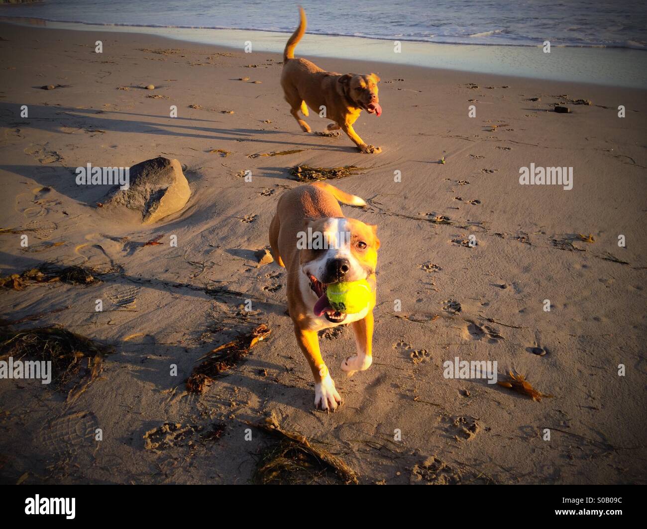 Hunde am Strand spielen holen mit einem Tennisball Stockfoto