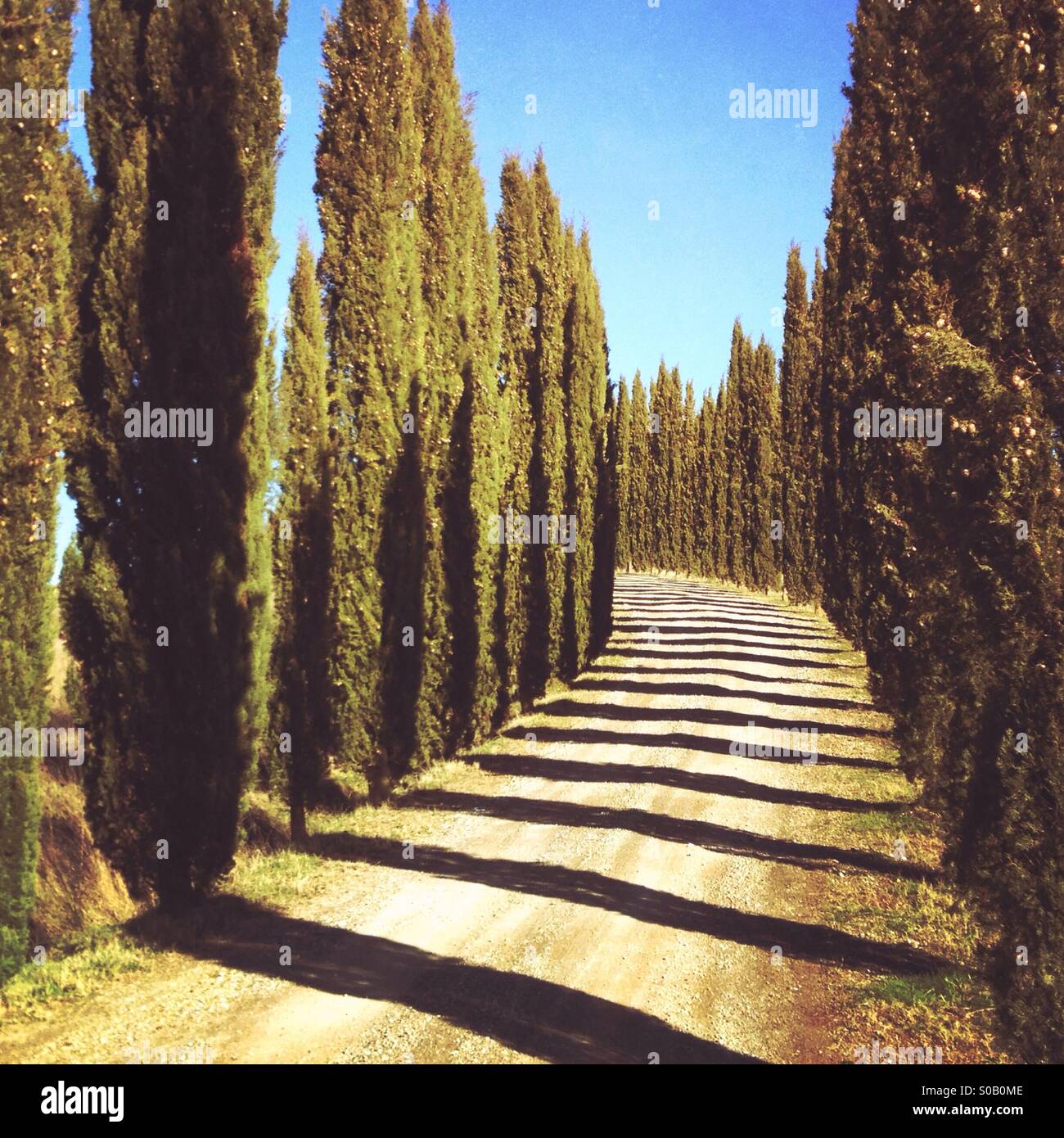 Römische Pinien wie eine toskanische Straße in Italien. Stockfoto