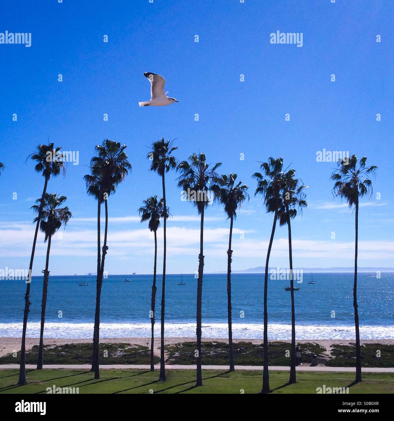 Eine Möwe fliegt von Palmen am East Beach, Santa Barbara, Kalifornien USA - Smartphone-aufgenommenes Stockfoto