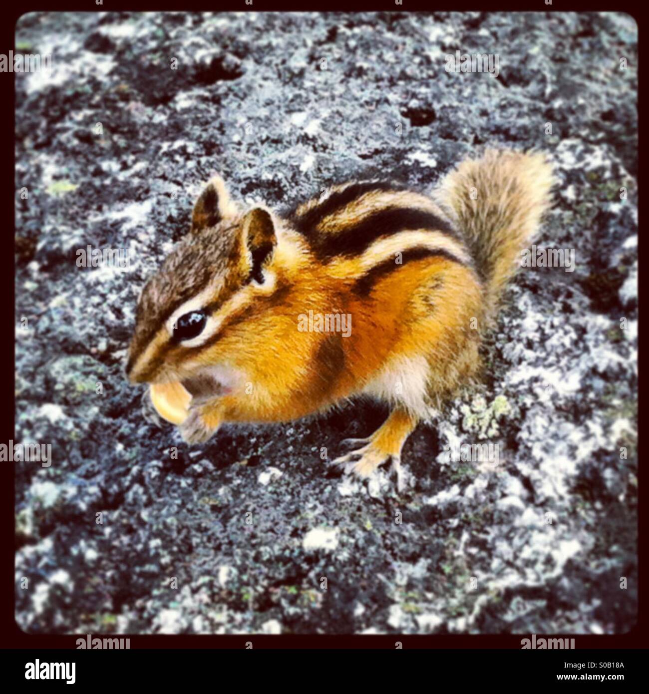 Niedliche wenig gestreifte Streifenhörnchen Essen Erdnuss auf grau meliert Rock. Stockfoto