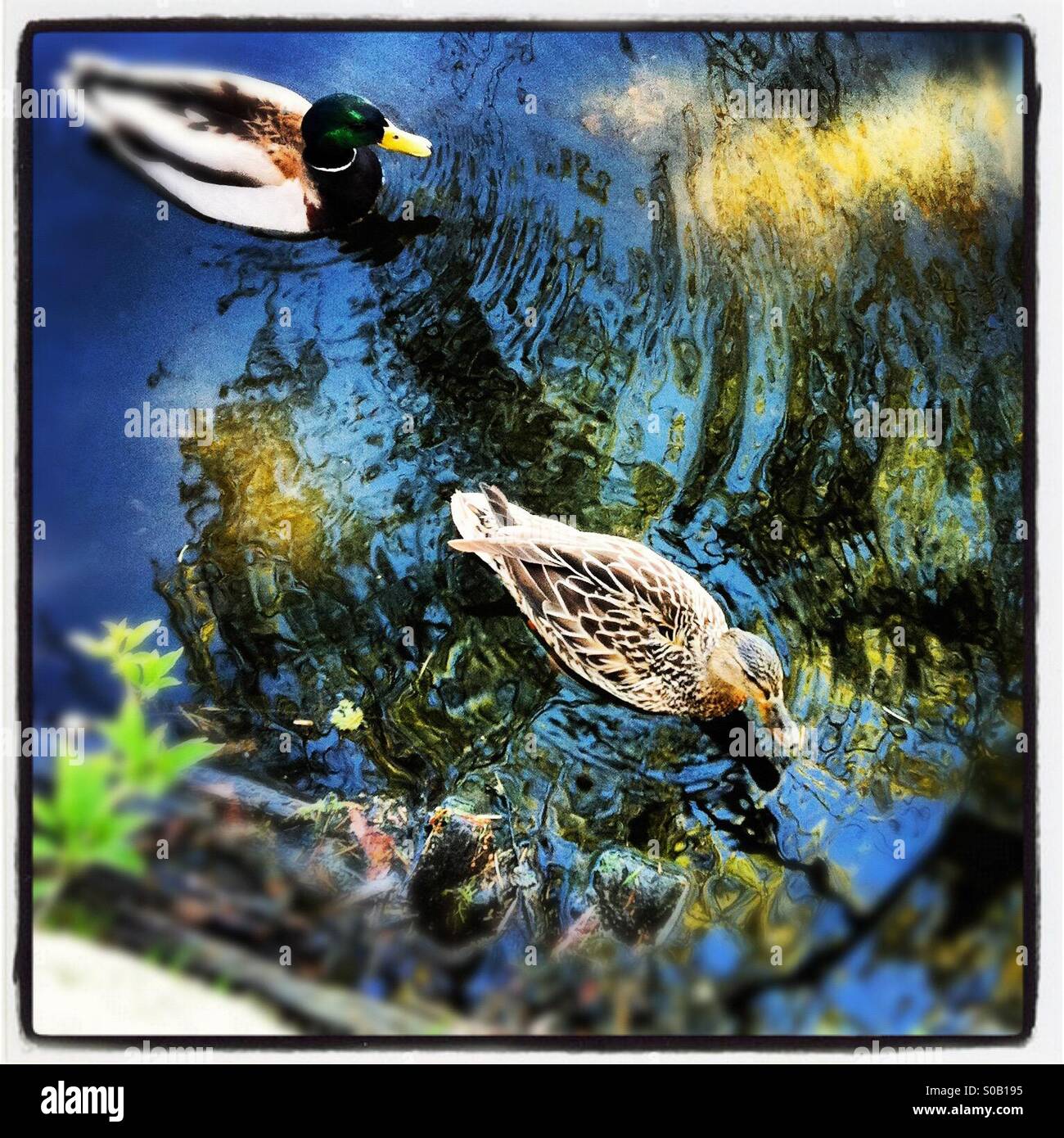 Enten schwimmen in natürlichen Teich. Stockfoto