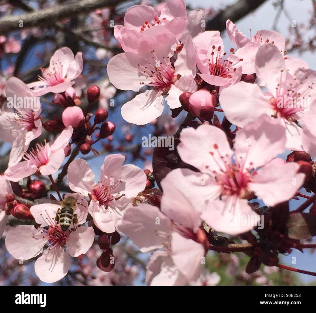 Eine Biene auf eine Cherry Blossom Baum Stockfoto
