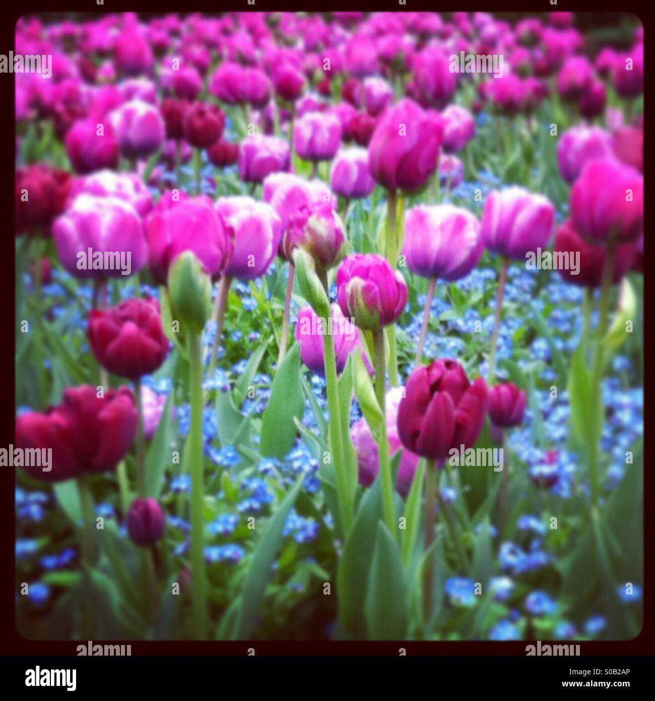Meer von lila rosa Tulpen mit Baby blau Vergiss mich nicht Blumen in einem schönen Garten. Stockfoto