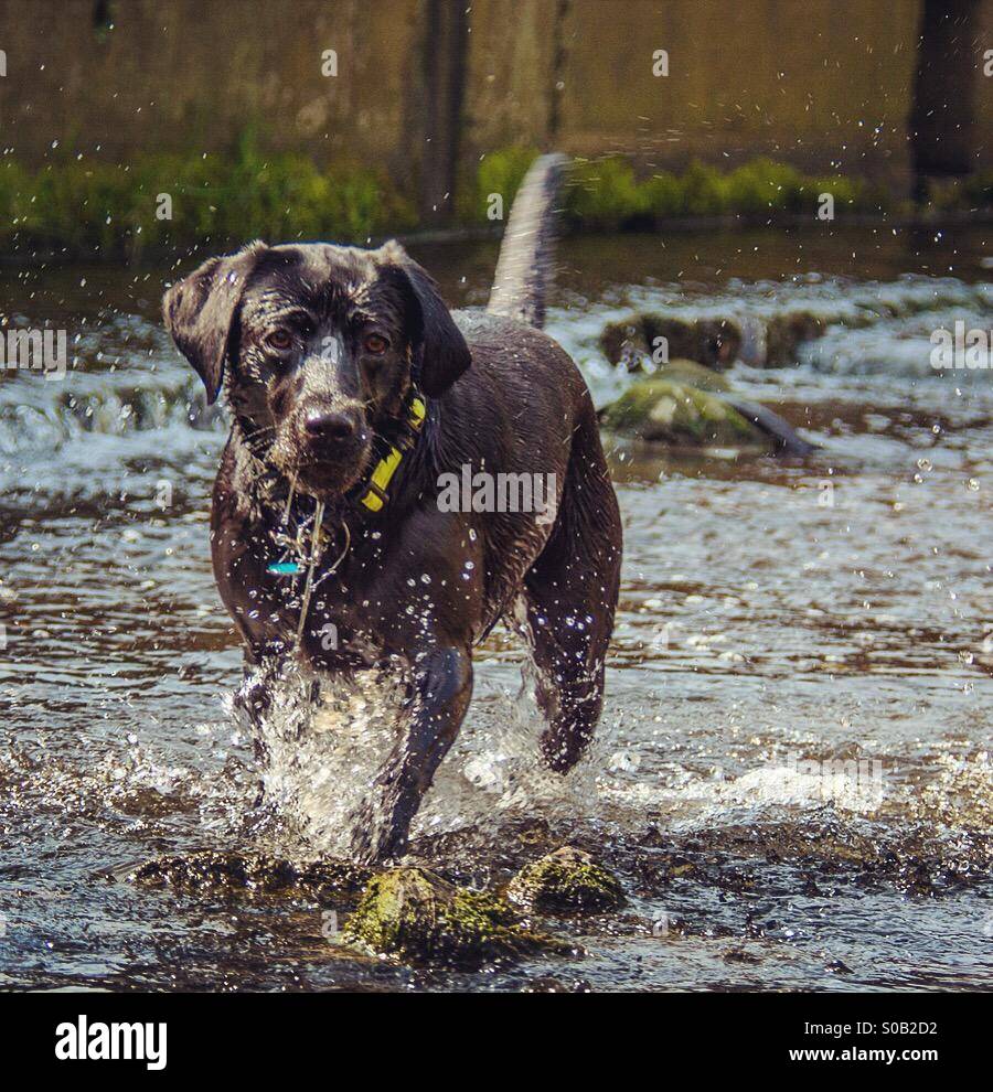Schwarze Labrador spielen im Fluss - Smartphone-aufgenommenes Stockfoto