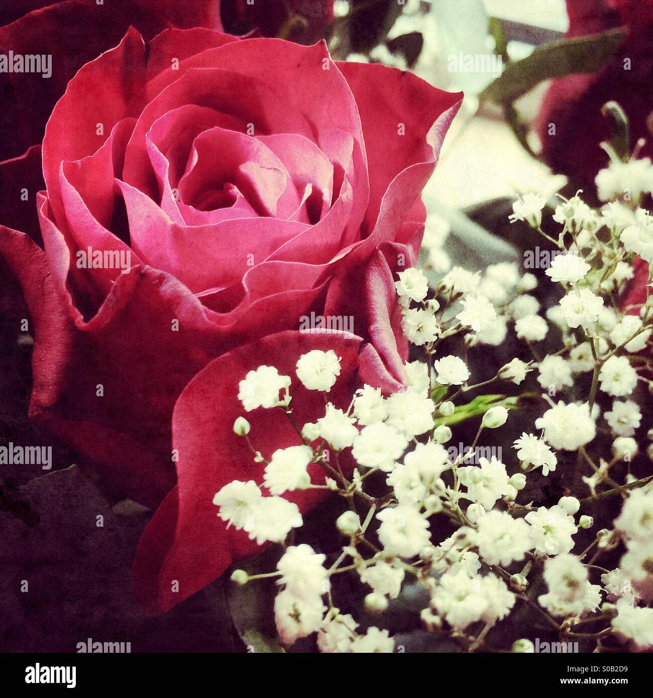 Eine rote rose zum Valentinstag. Stockfoto