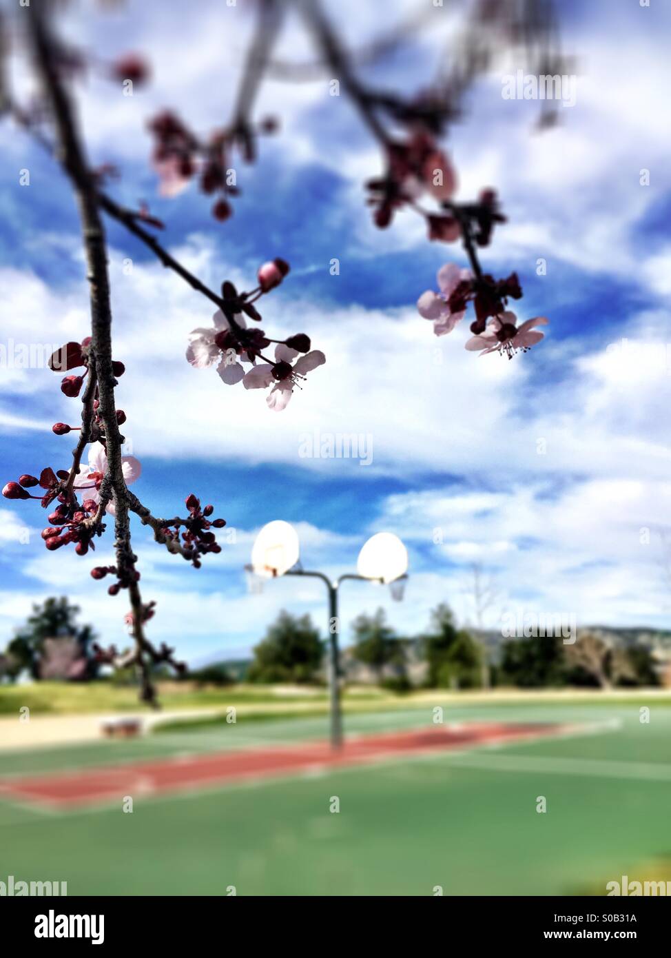Kirschblüten auf einem Basketballfeld im park Stockfoto