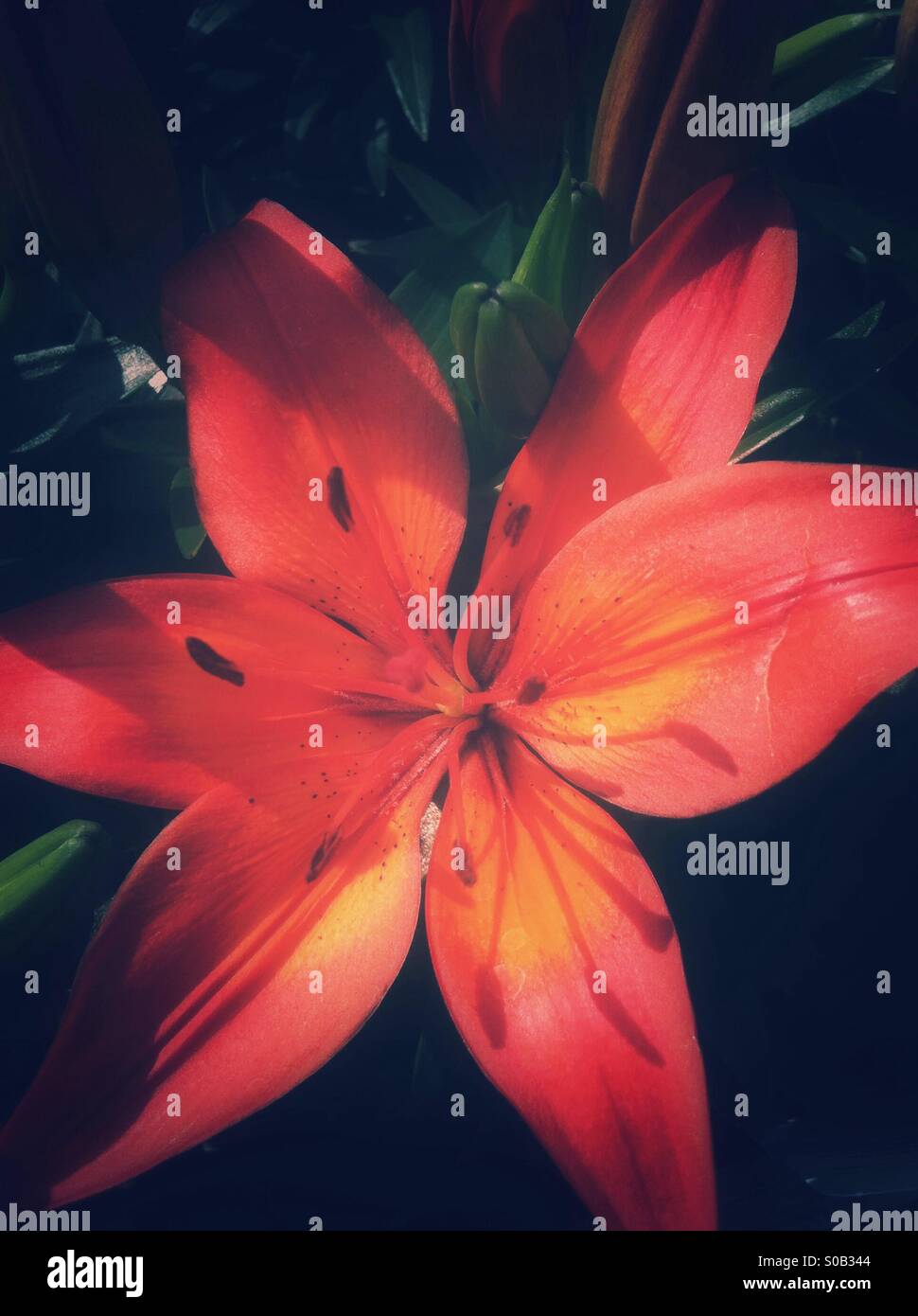 Orange Lilie Blume Stockfoto