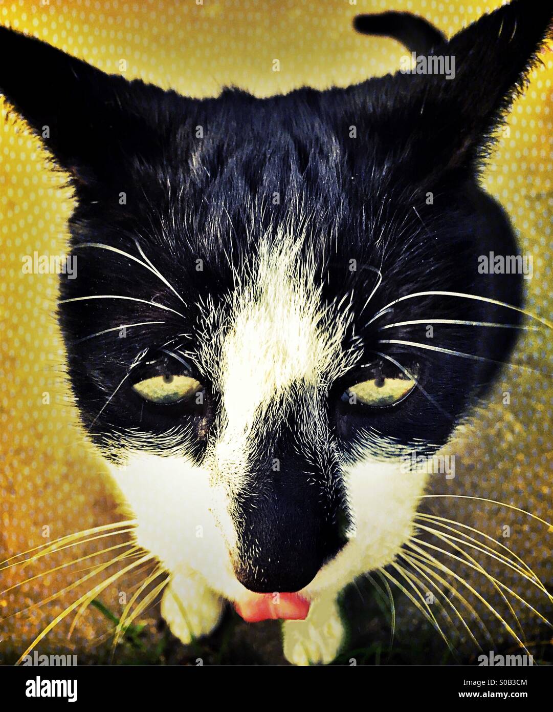 Verkaterte Katze Stockfotos Und Bilder Kaufen Alamy