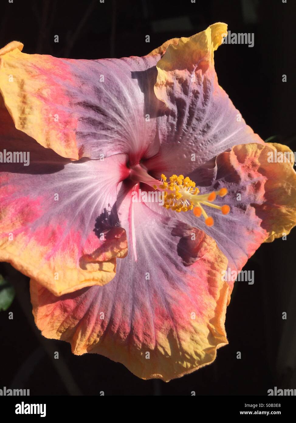 Mehrfarbige Hibiskusblüte - Smartphone-aufgenommenes Stockfoto