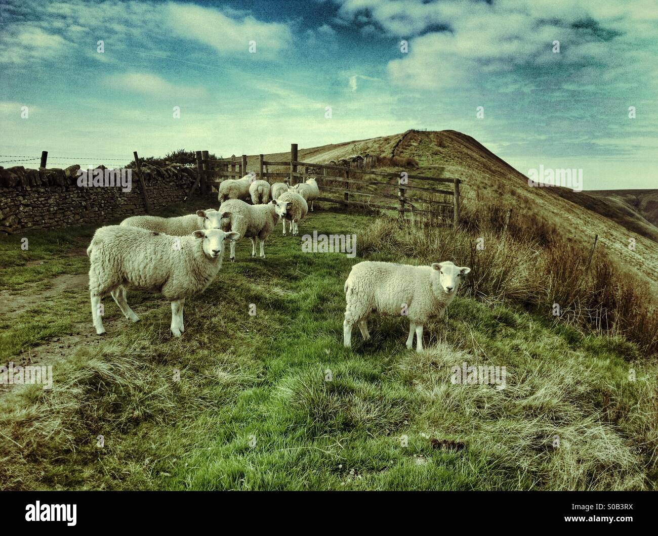 Schafherde in den Bergen. Peak District National Park, England - Smartphone-aufgenommenes Stockfoto
