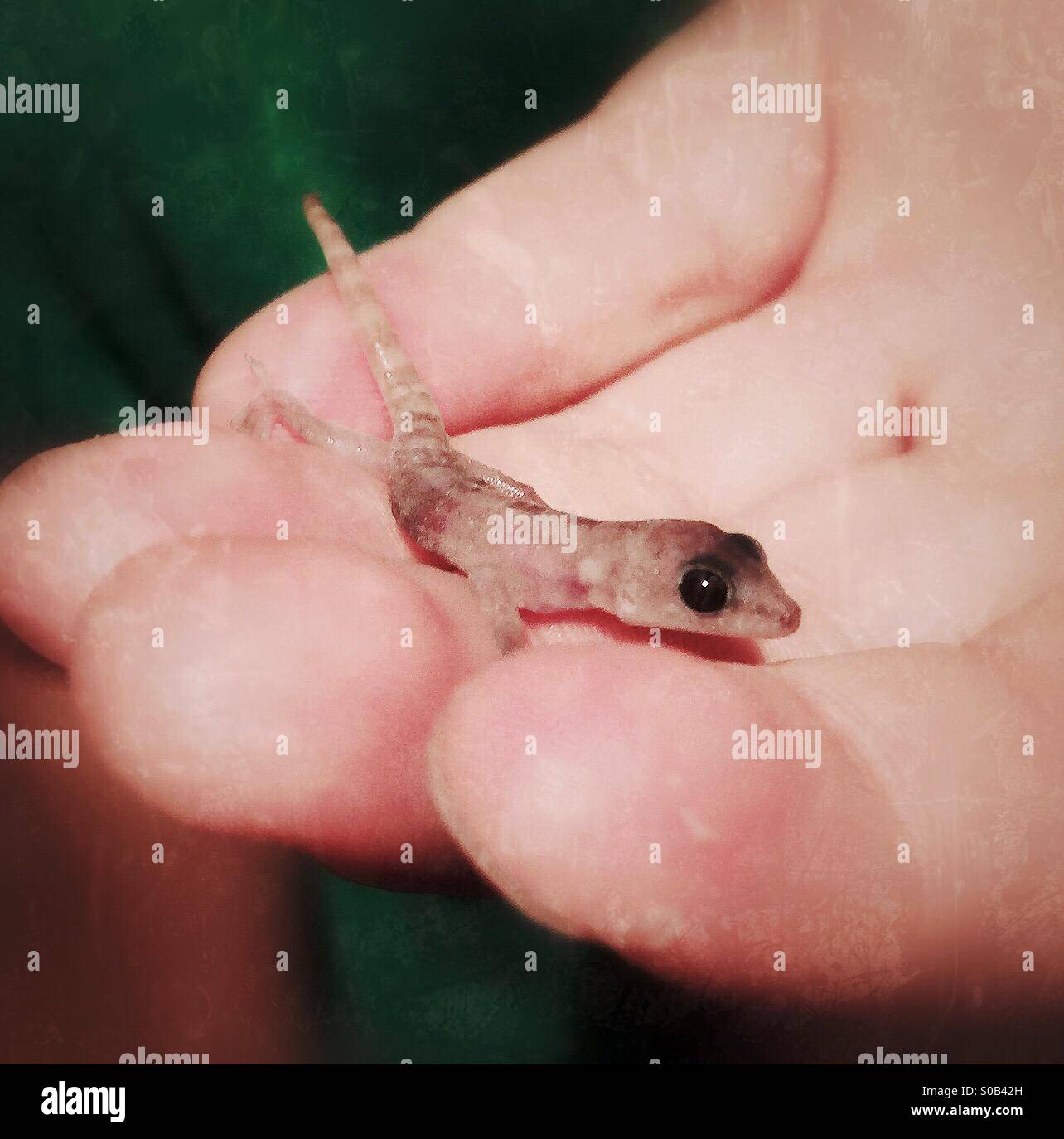 Eine junge Eidechse, fast durchscheinend, in einer Hand gehalten. - Smartphone-aufgenommenes Stockfoto
