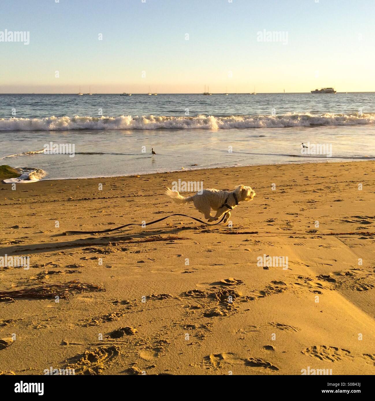 Kleiner weißer Hund jagt Vögel bei Sonnenuntergang am Butterfly Beach in Montecito, Kalifornien USA Stockfoto