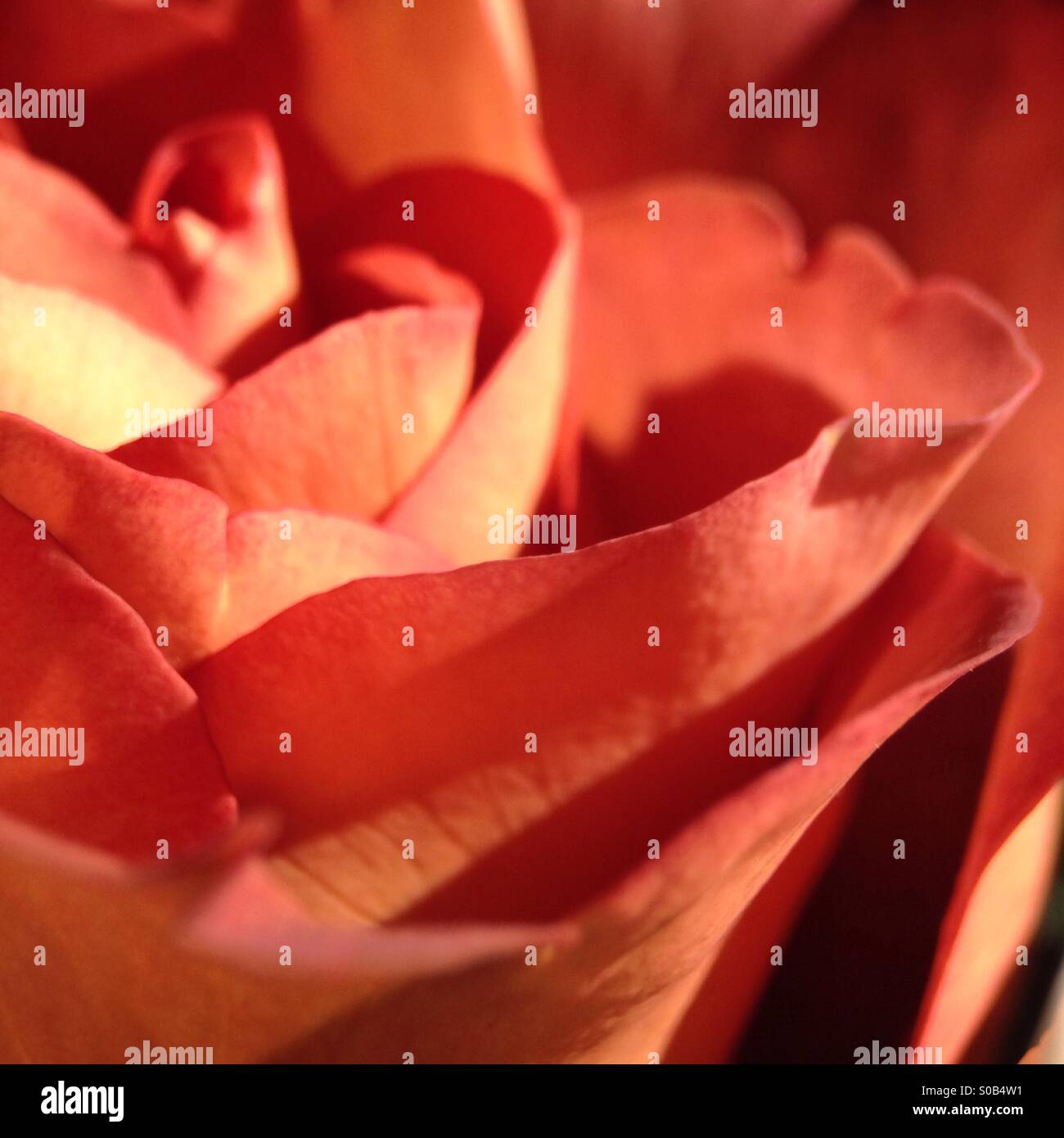 Rose aus nächster Nähe - Smartphone-aufgenommenes Stockfoto
