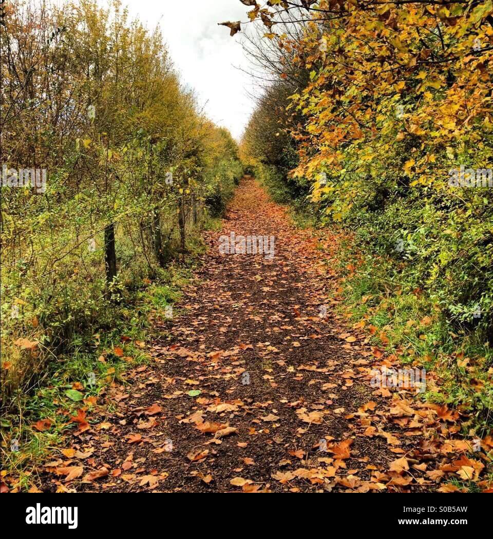 Herbst Gang Stockfoto