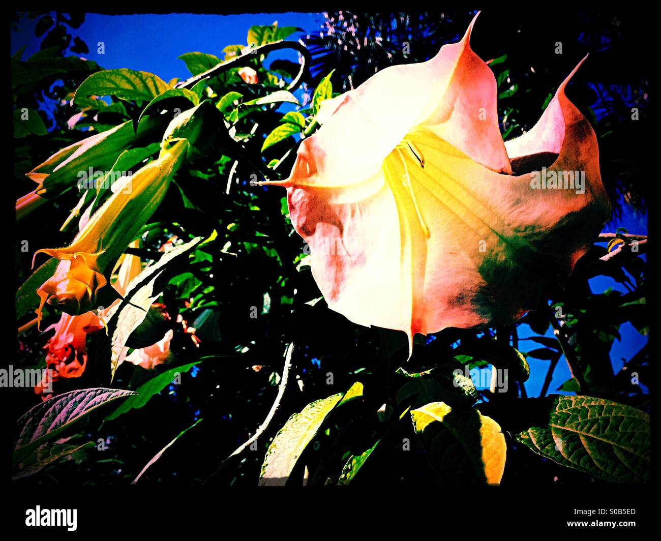 Engel Trompete Blume - Smartphone-aufgenommenes Stockfoto