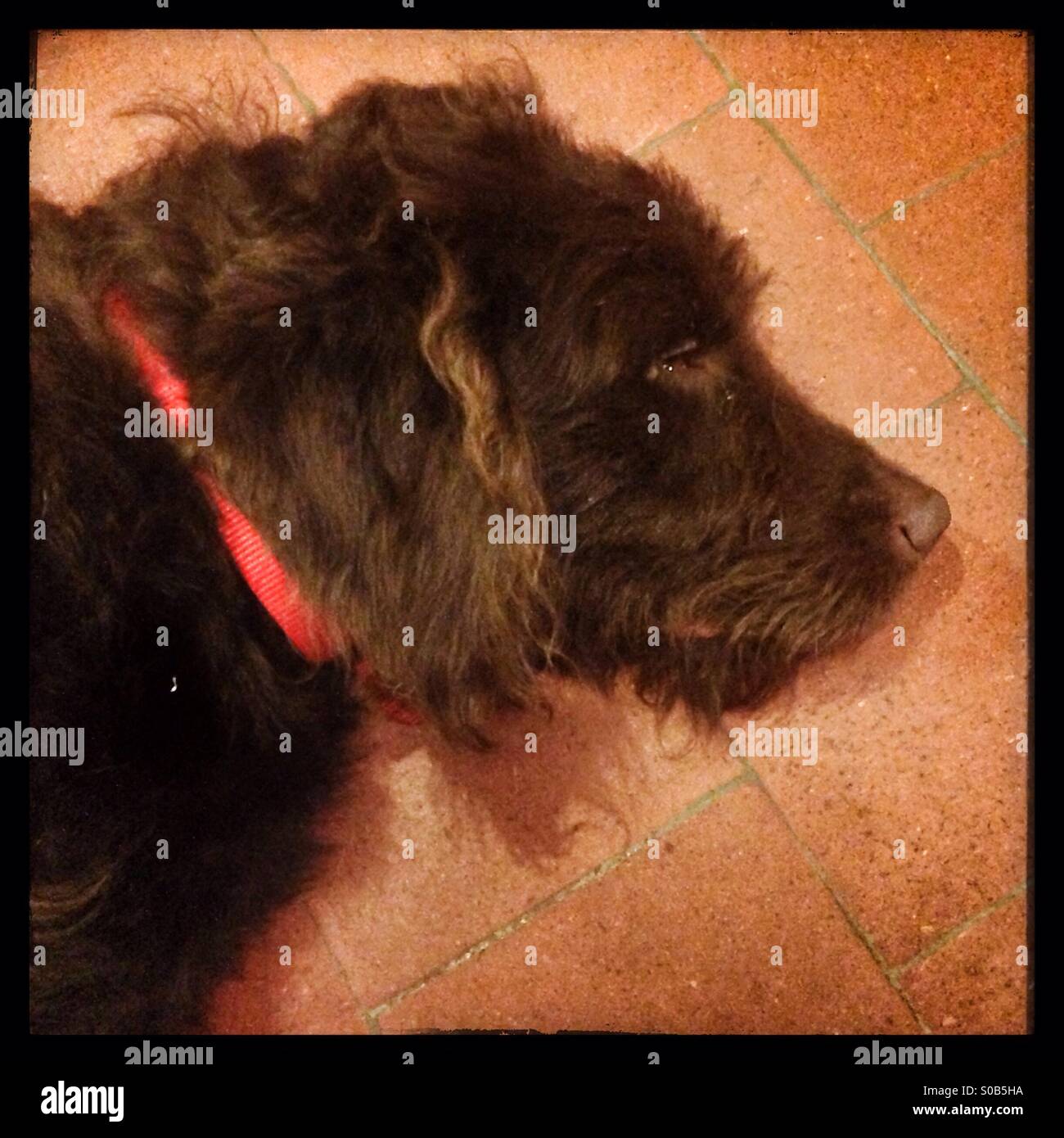 Labradoodle Hund ruht auf einem Steinbruch Fliesenboden Stockfoto