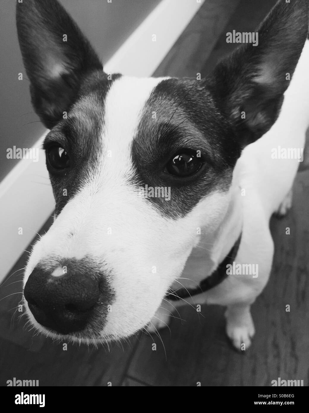 Black And White Nahaufnahme kleiner Hund nachschlagen. - Smartphone-aufgenommenes Stockfoto