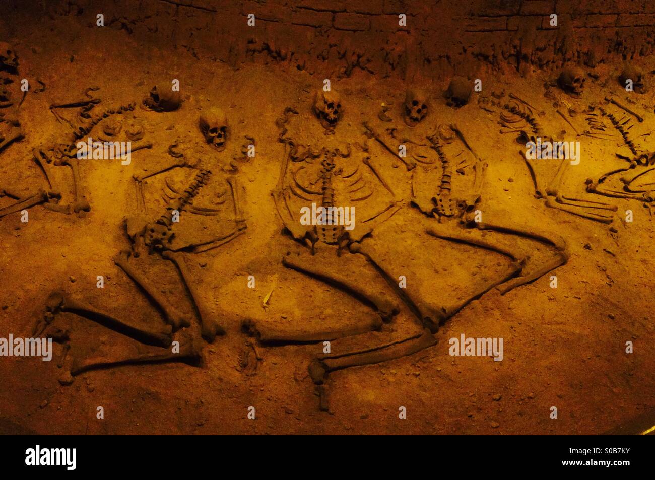 Skelette im Display, Nationalmuseum für Anthropologie, Mexiko-Stadt Stockfoto
