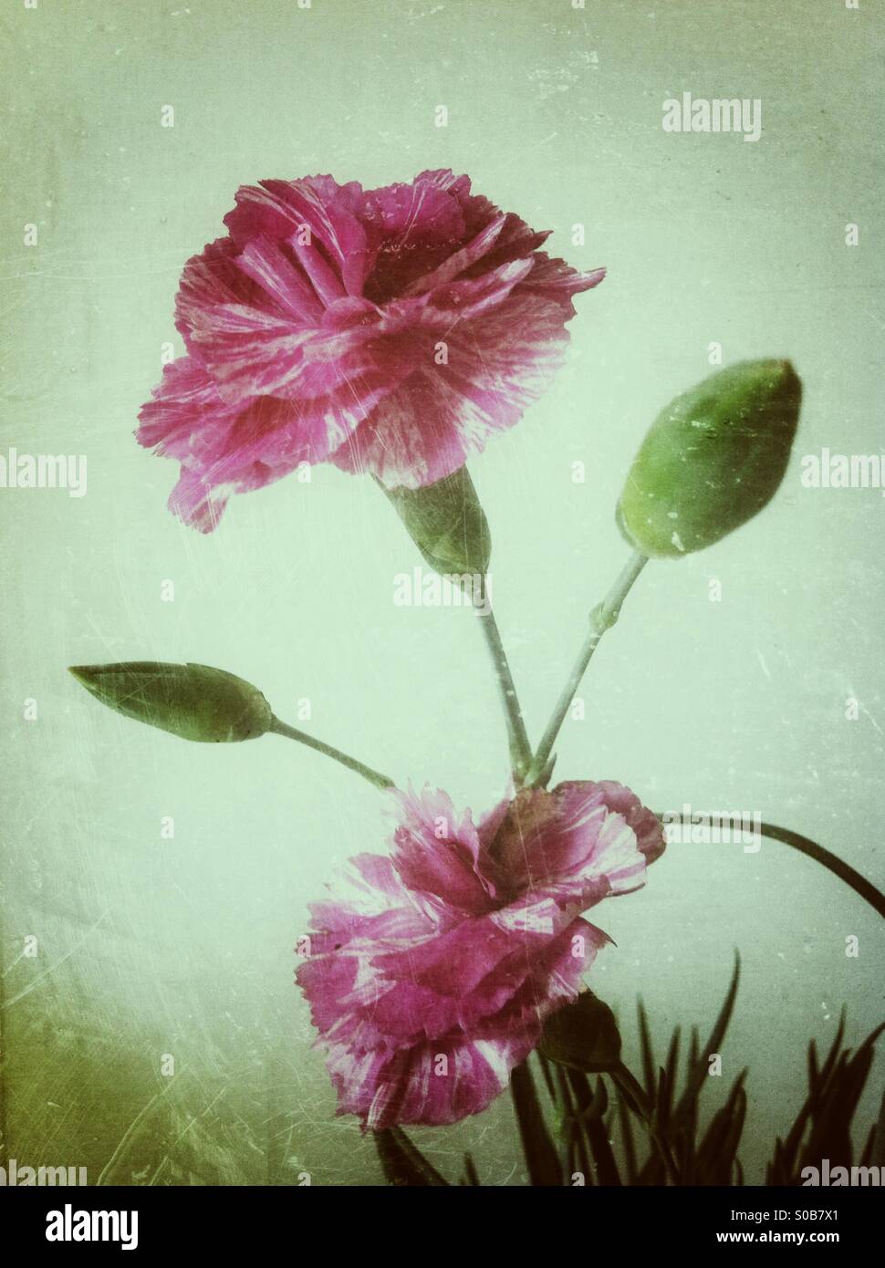 Rosa Dianthus Blüten und Knospen Stockfoto