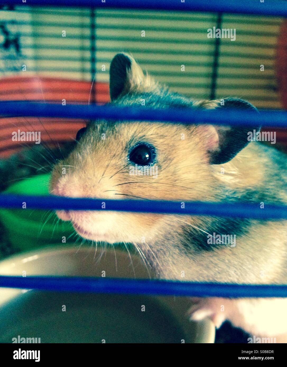 Syrischen Goldhamster aus einem Hamsterkäfig Stockfoto