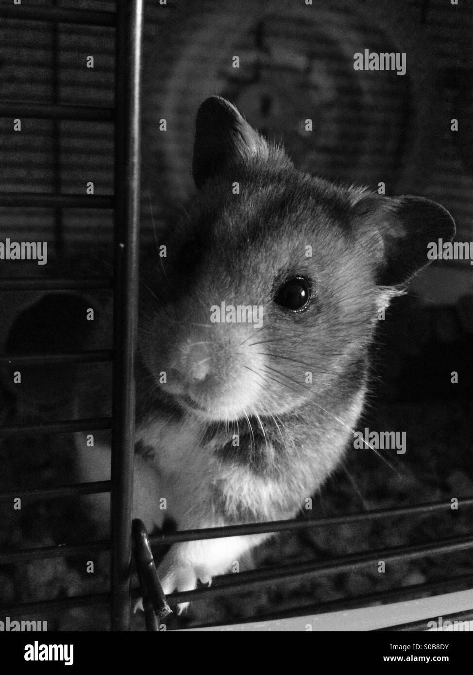 Schwarz / weiß Foto von einem syrischen Goldhamster suchen aus der offenen Tür von einem Hamsterkäfig Stockfoto