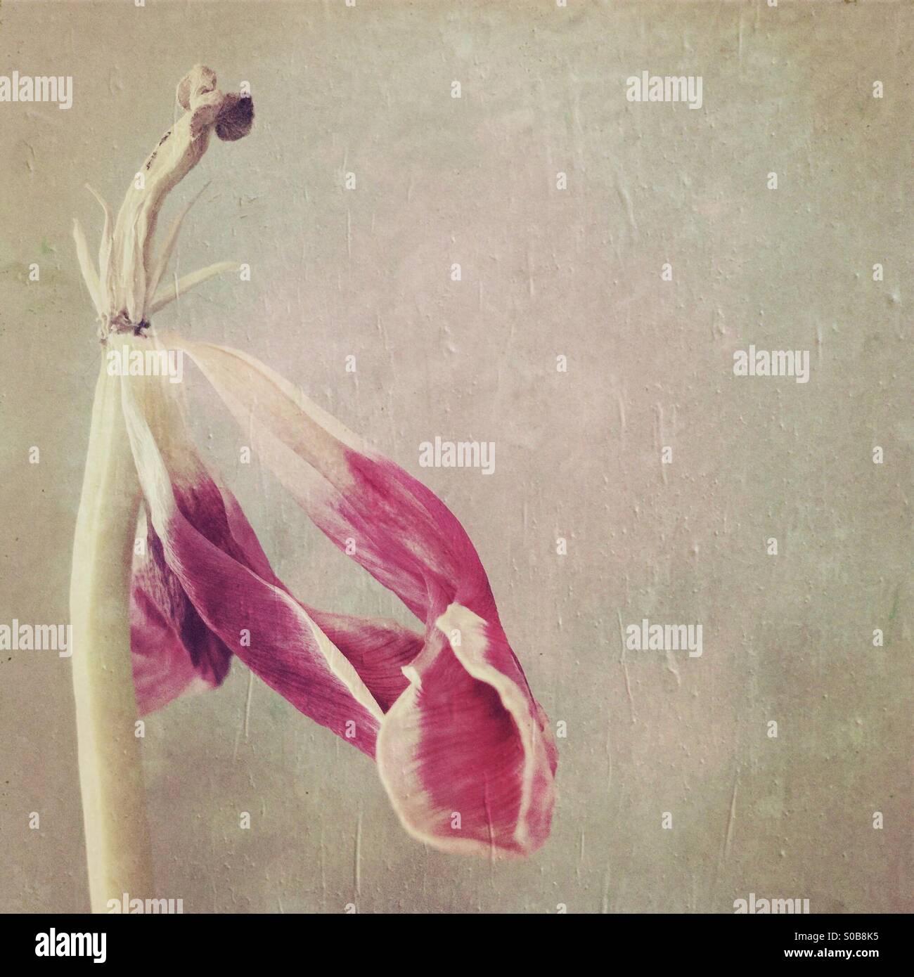 Tulpe Blume gegen ein aus weißen Hintergrund Stockfoto