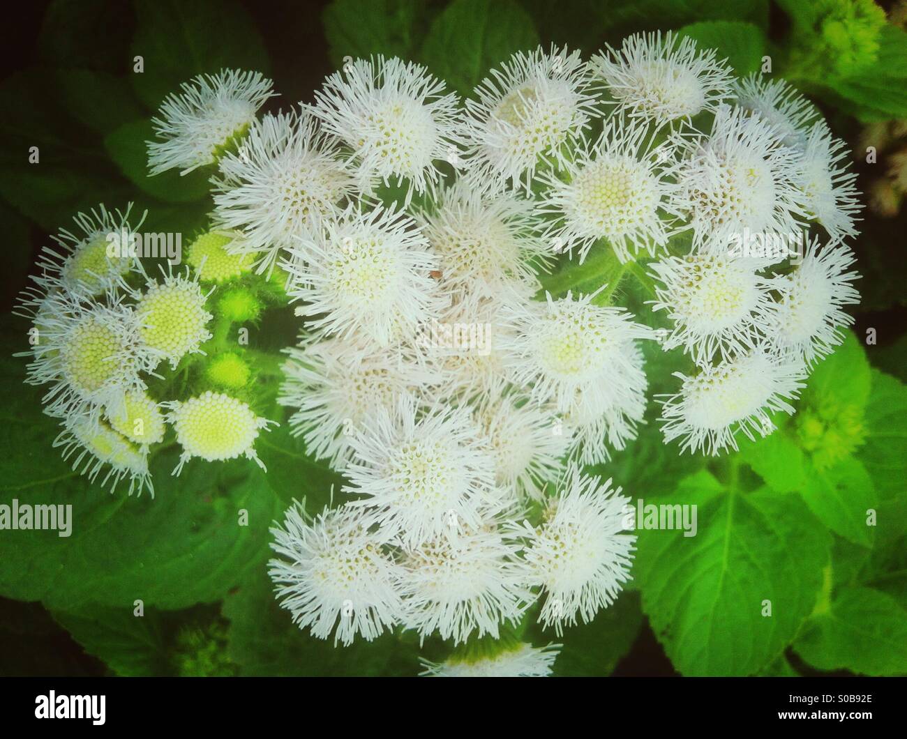 Weiße Chrysanthemeblumen Stockfoto