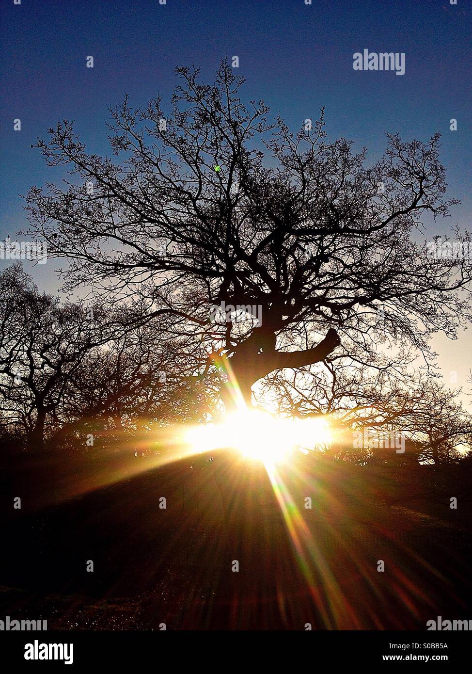 Baum mit Sonnenschein hinter Stockfoto