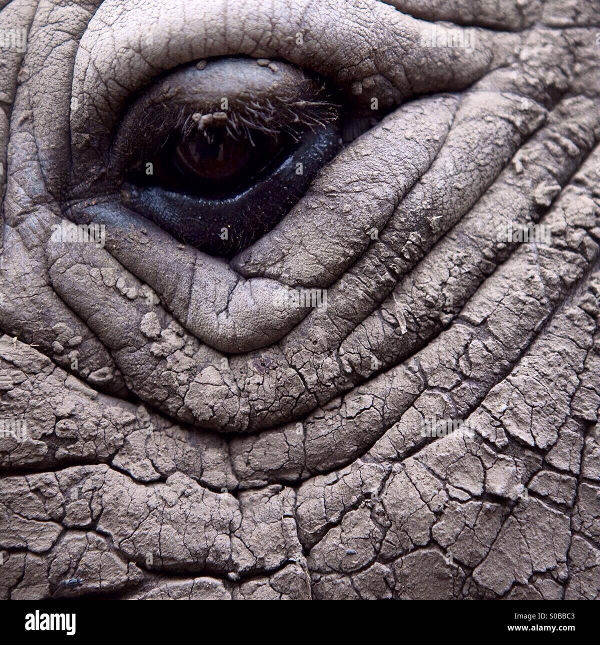 Eine nördliche Breitmaulnashorn im Ol Pejeta Conservancy in Kenia Stockfoto