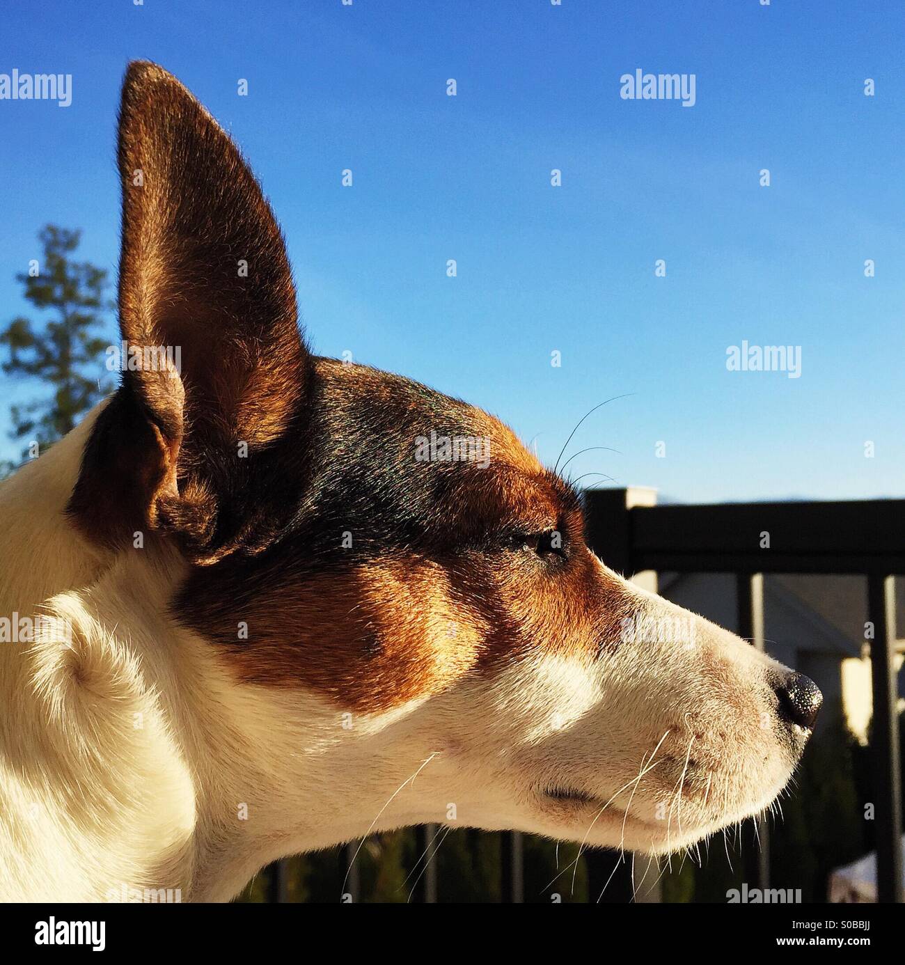 Nahaufnahme des Profils der Jack Russell Terrier Hund. - Smartphone-aufgenommenes Stockfoto