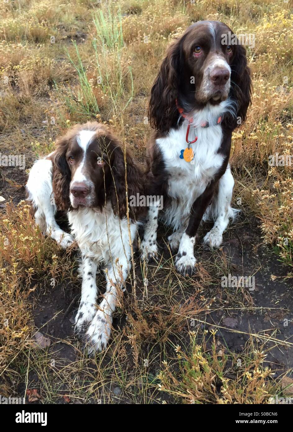 Beste Freunde - Springer Spaniel Stockfoto