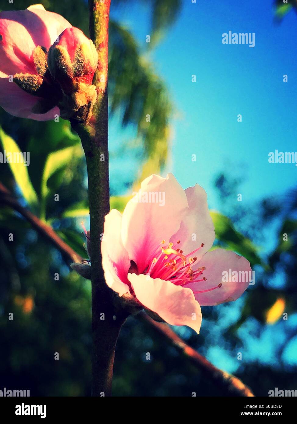 Pfirsichblüte - Smartphone-aufgenommenes Stockfoto